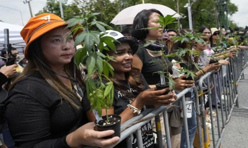 Thai Cannabis Network Protests Reclassification Outside Government House